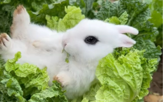 小兔子吃白菜