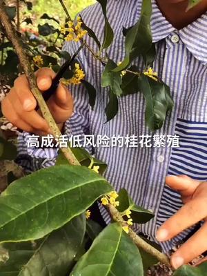 [图]高压嫁接生根桂花