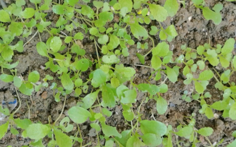 白菜刚发芽的图片图片