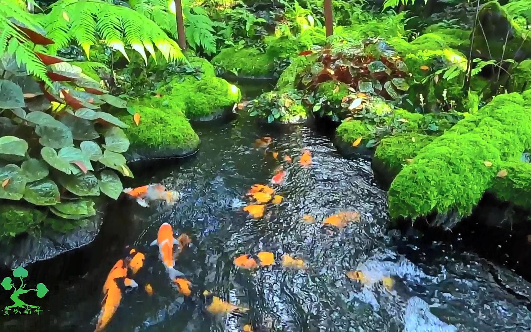 别有洞天的园林院子,锦鲤鱼池、流水瀑布,这种意境只应天上有!哔哩哔哩bilibili