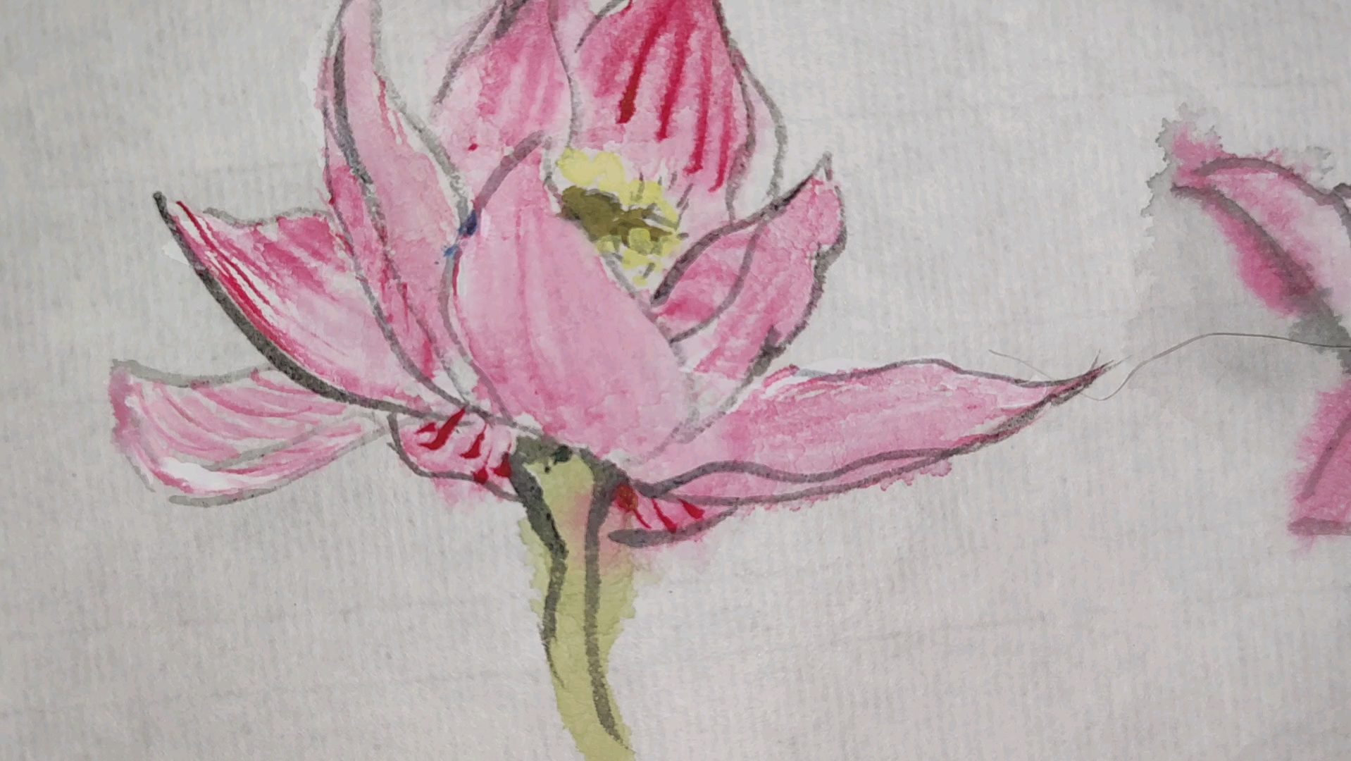 手残画之~学国画画草本花卉(大头花卉勾线~荷花