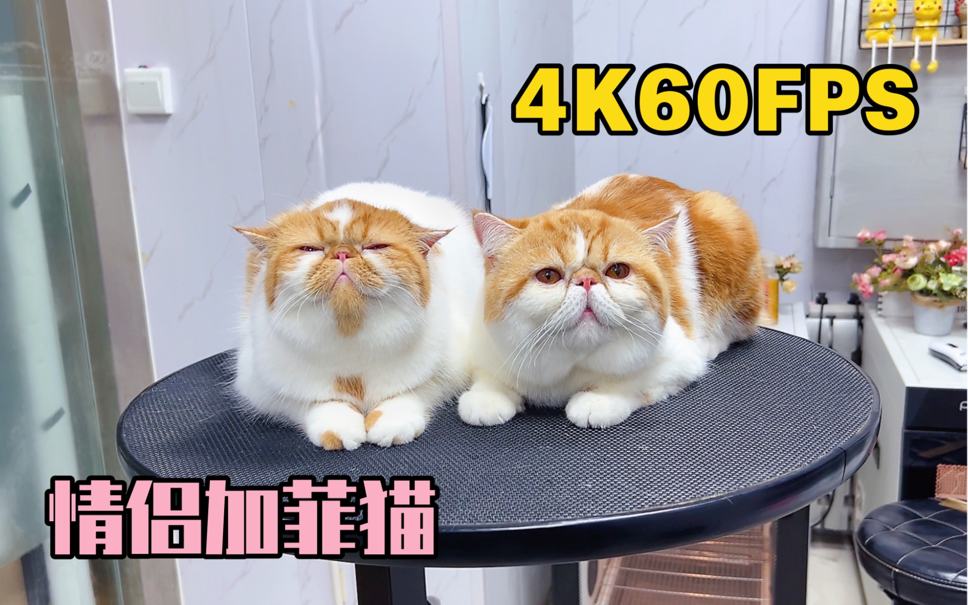 [图]4K60帧 “加菲猫” 两只情侣猫的洗澡视频 过程也太甜蜜了吧！