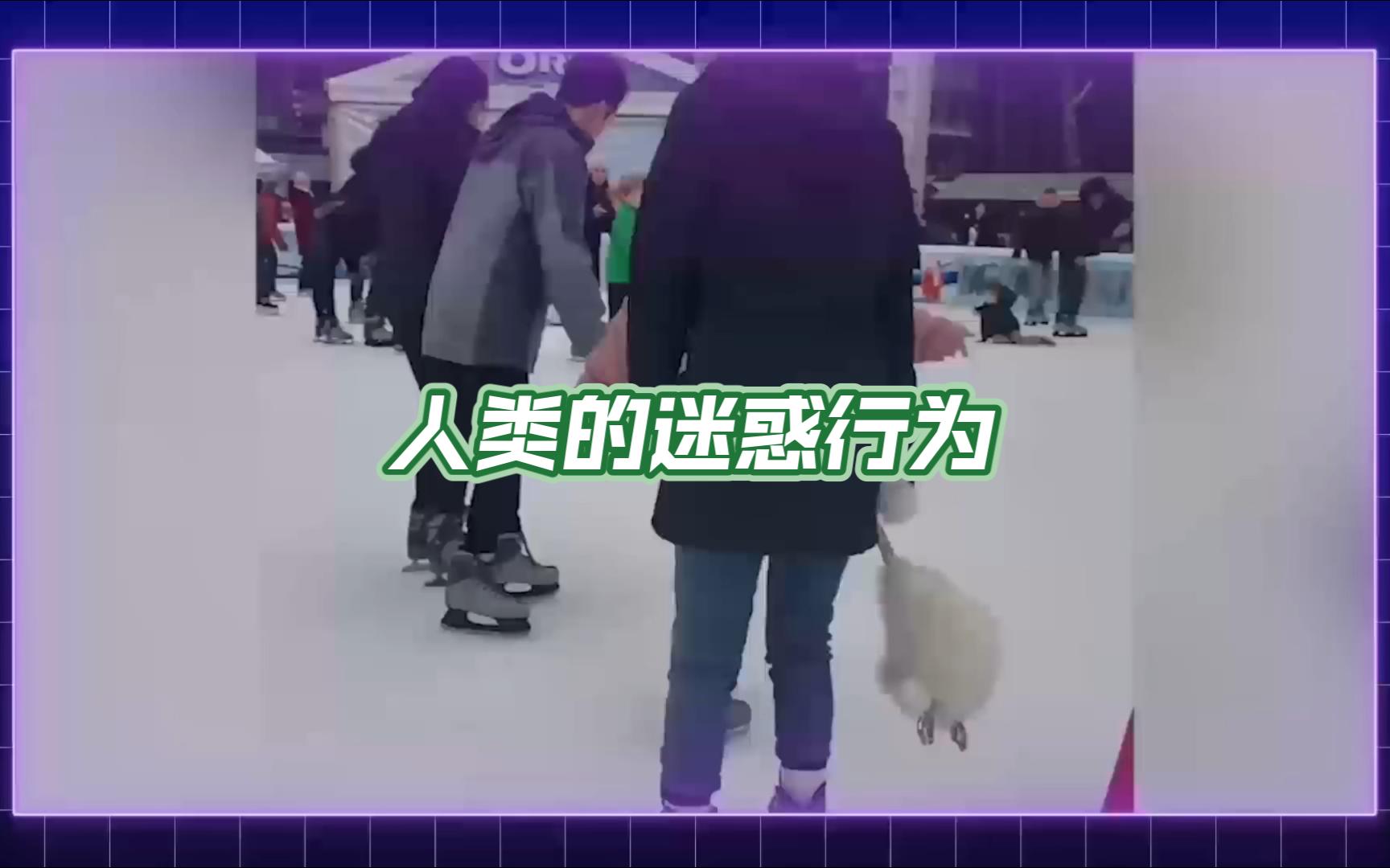 人类迷惑行为大赏