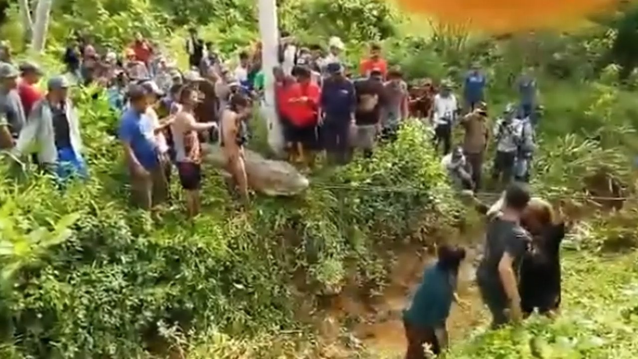 可怕!加里曼丹巨型食人湾鳄击毙后被村民们开膛.