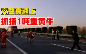 Descargar video: 1吨重黄牛跌落高速，交警围追堵截物归原主