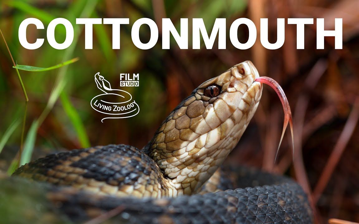20221211-venomous florida cottonmouth, water moccasin, pit viper