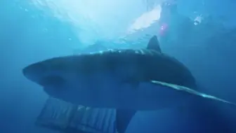 鲨鱼 恐怖片 鲨海47 续集 鲨海47 猛鲨出笼 发布终极预告 哔哩哔哩 Bilibili