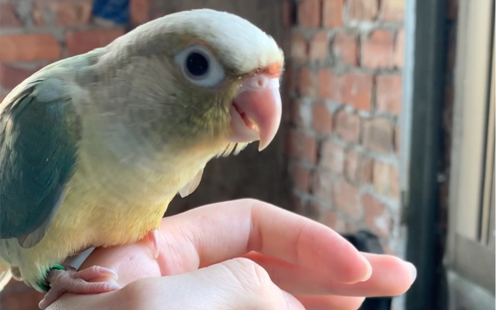 漂漂的蓝化凤梨