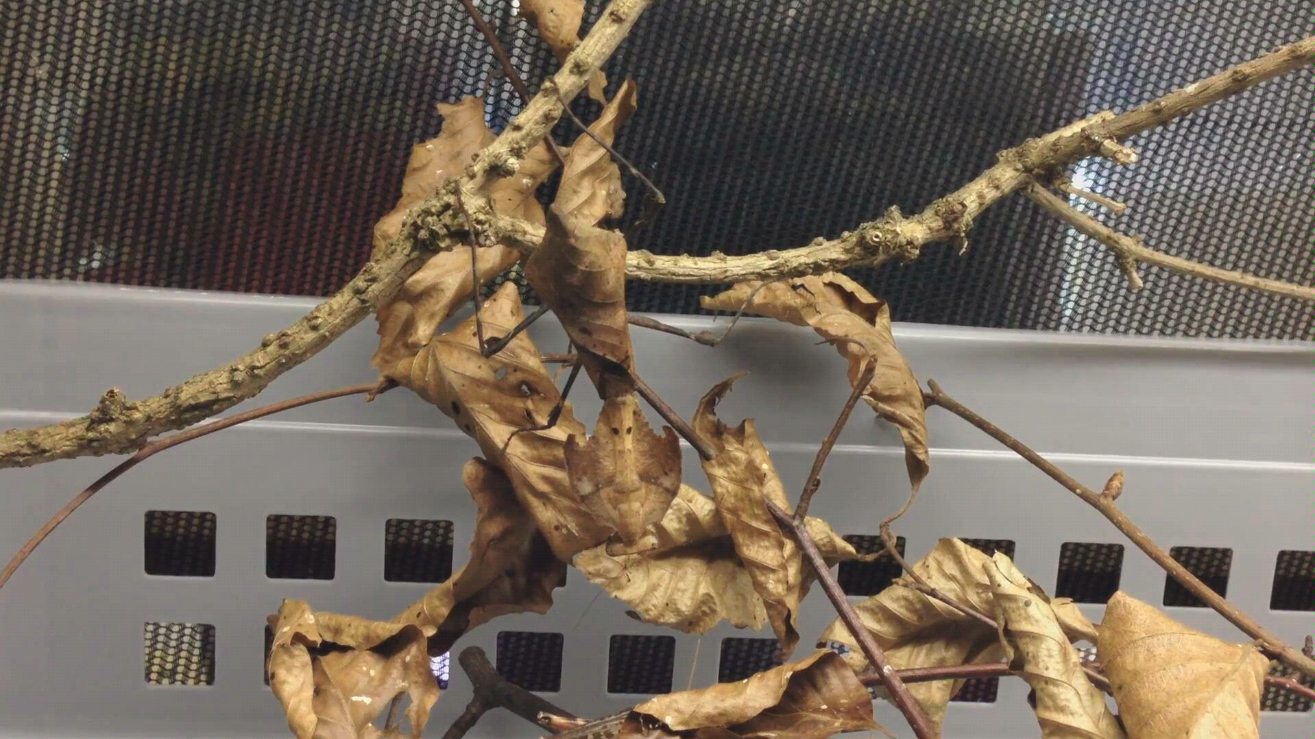 【deroplatys desiccata】勾背枯叶螳