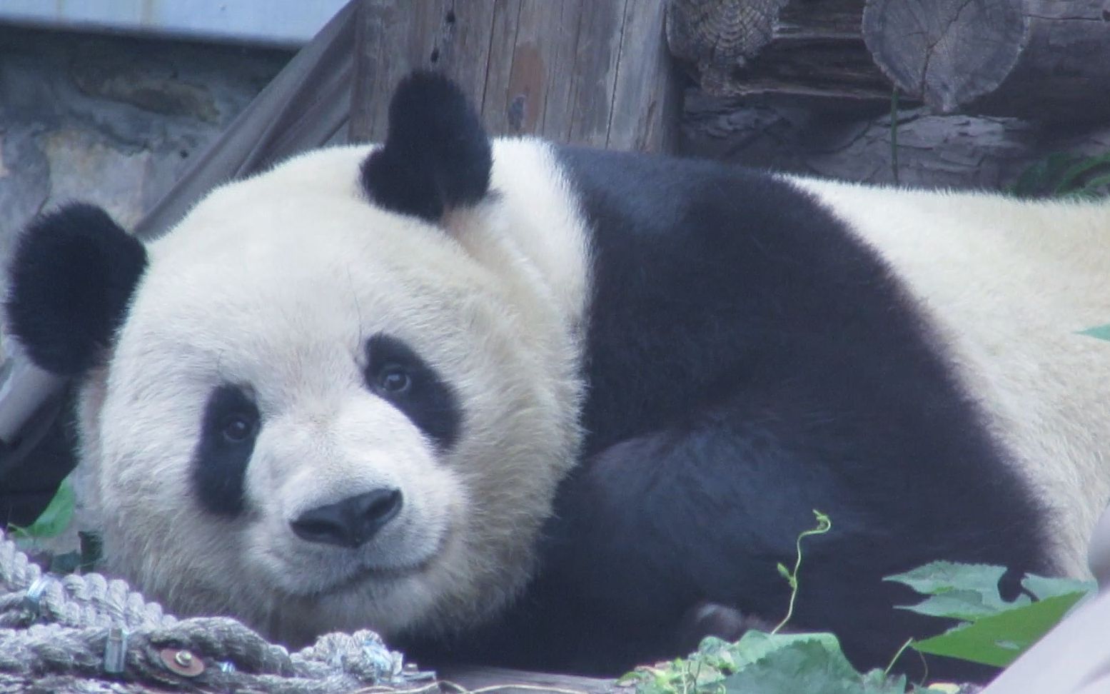 大熊猫萌兰 么么儿小可爱之五-无敌小可爱(●70●)