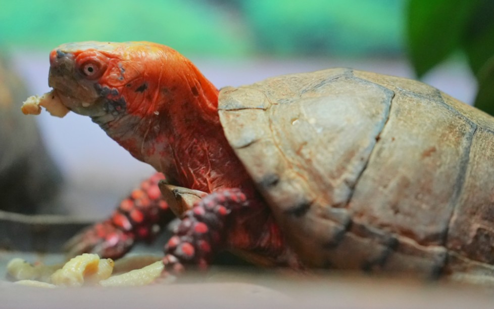 观察墨西哥箱龟