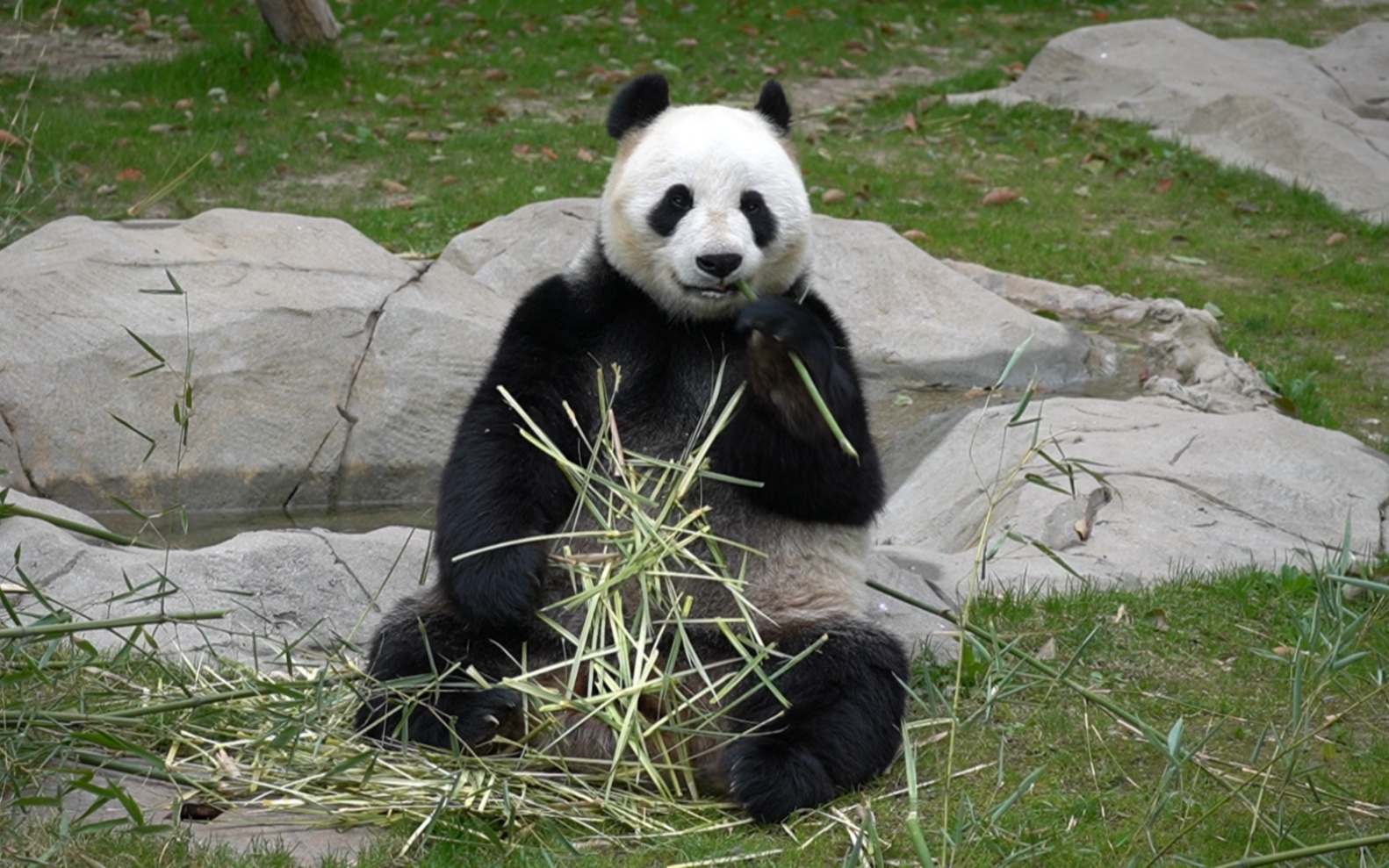 大熊猫华嘉嘉,有脖子有肩膀的美女熊,这段吃竹竿太像个小人人了