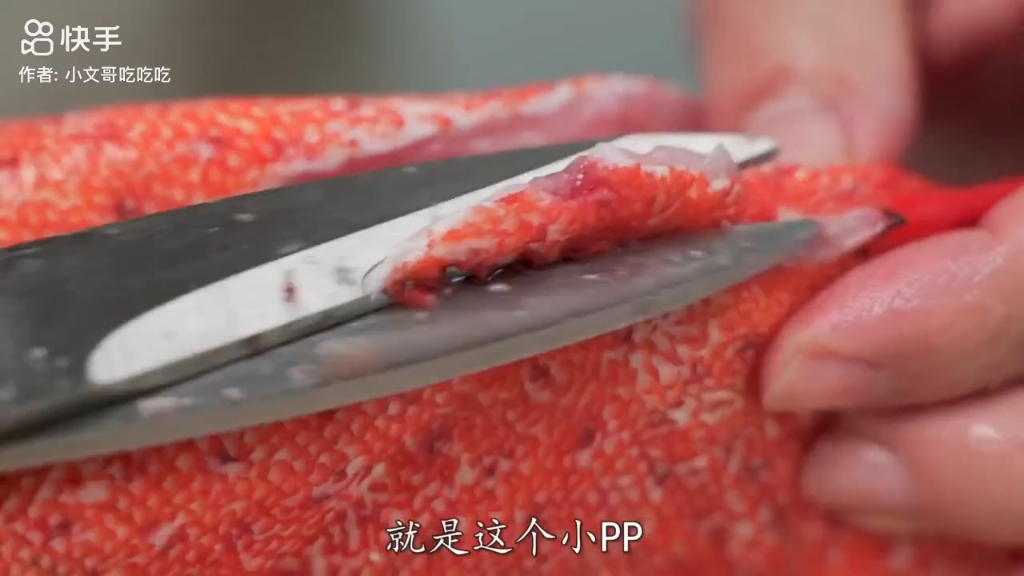 小文哥吃吃吃 石斑鱼 点线鳃棘鲈