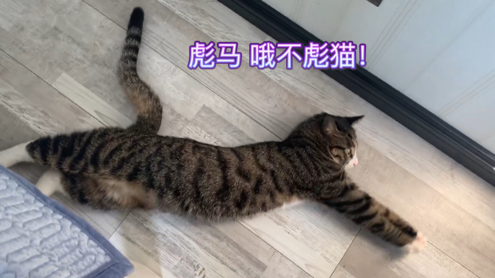 狸花猫:你叫我翻我就给你翻啊!好吧快给小鱼干!哔哩哔哩bilibili