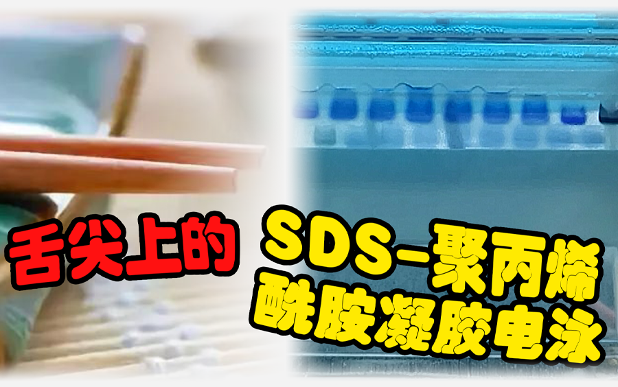 舌尖上的 SDS聚丙烯酰胺凝胶电泳哔哩哔哩bilibili