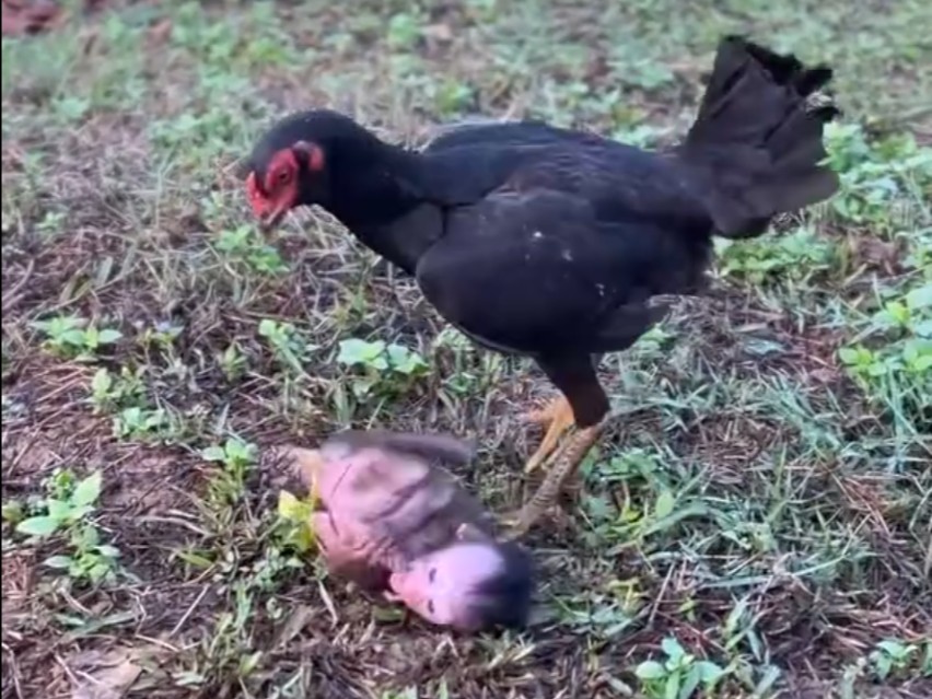 膏药猴膏黑鸡不成反被鸡叨的狼狈而逃哔哩哔哩bilibili