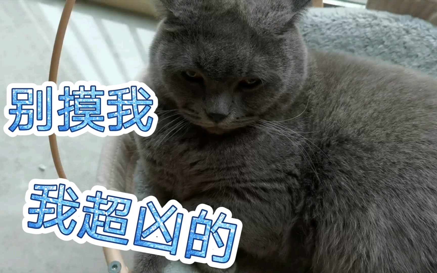 超凶的小蓝猫撸着撸着就开始咬人了