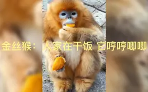 Download Video: 金丝猴：人家在干饭 它哼哼唧唧