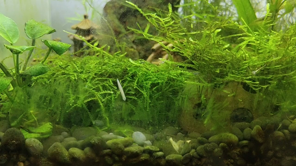 【涡虫】这就是传说中切一刀就变两只的涡虫吗?在草缸里有什么影响吗?