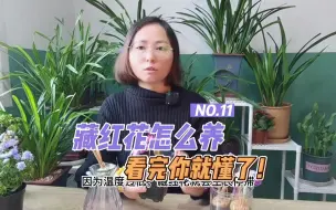 Download Video: 藏红花怎么养护和管理，看完你就知道怎么种从能开花了