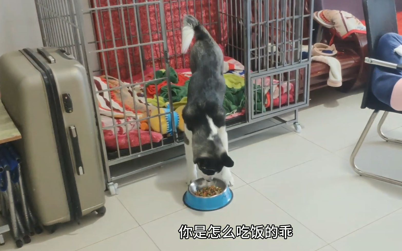 狗狗倒立吃饭,这奇葩姿势太搞笑了,看一遍笑一遍太逗了