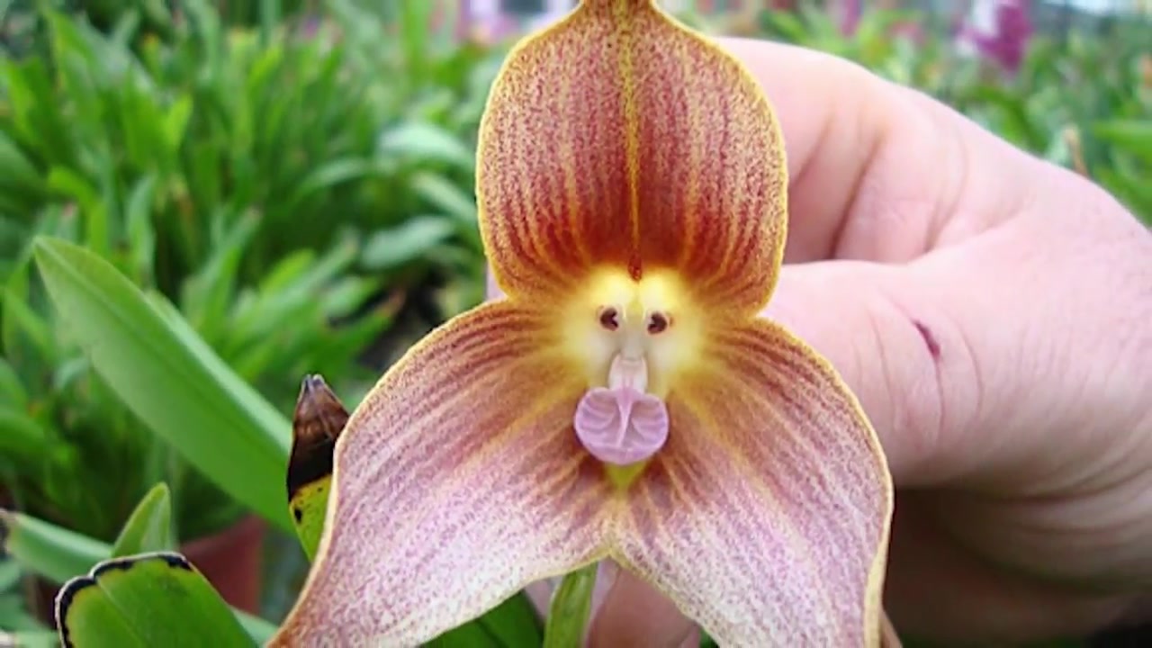 15种奇怪的植物 超神奇15 bizarre plants that reminds something