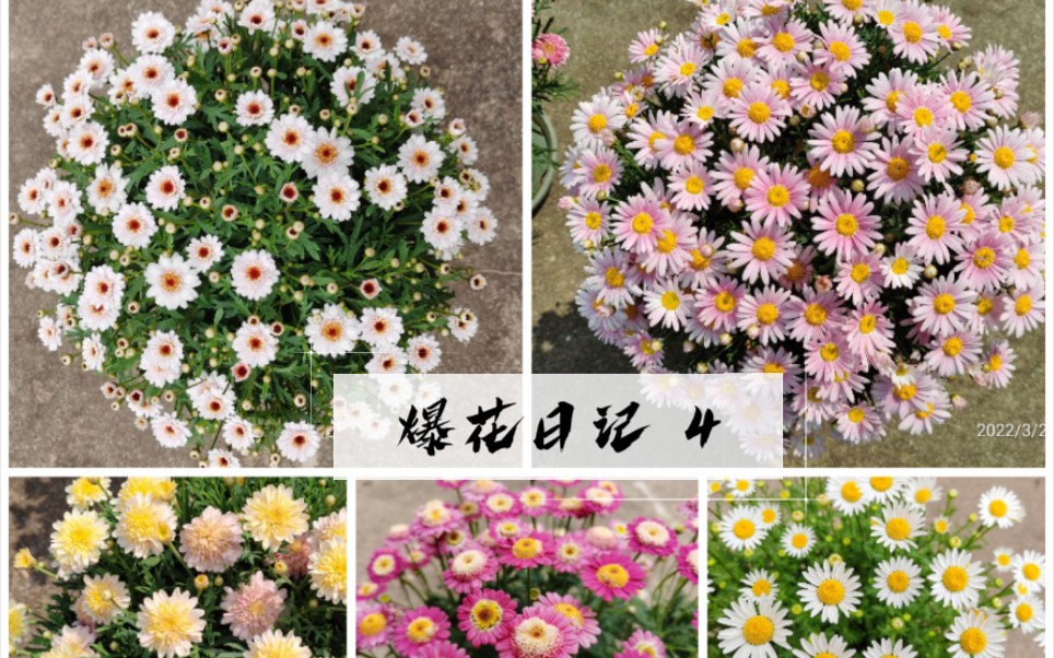 [图]【爆花日记】4 白晶菊VS玛格丽特专场