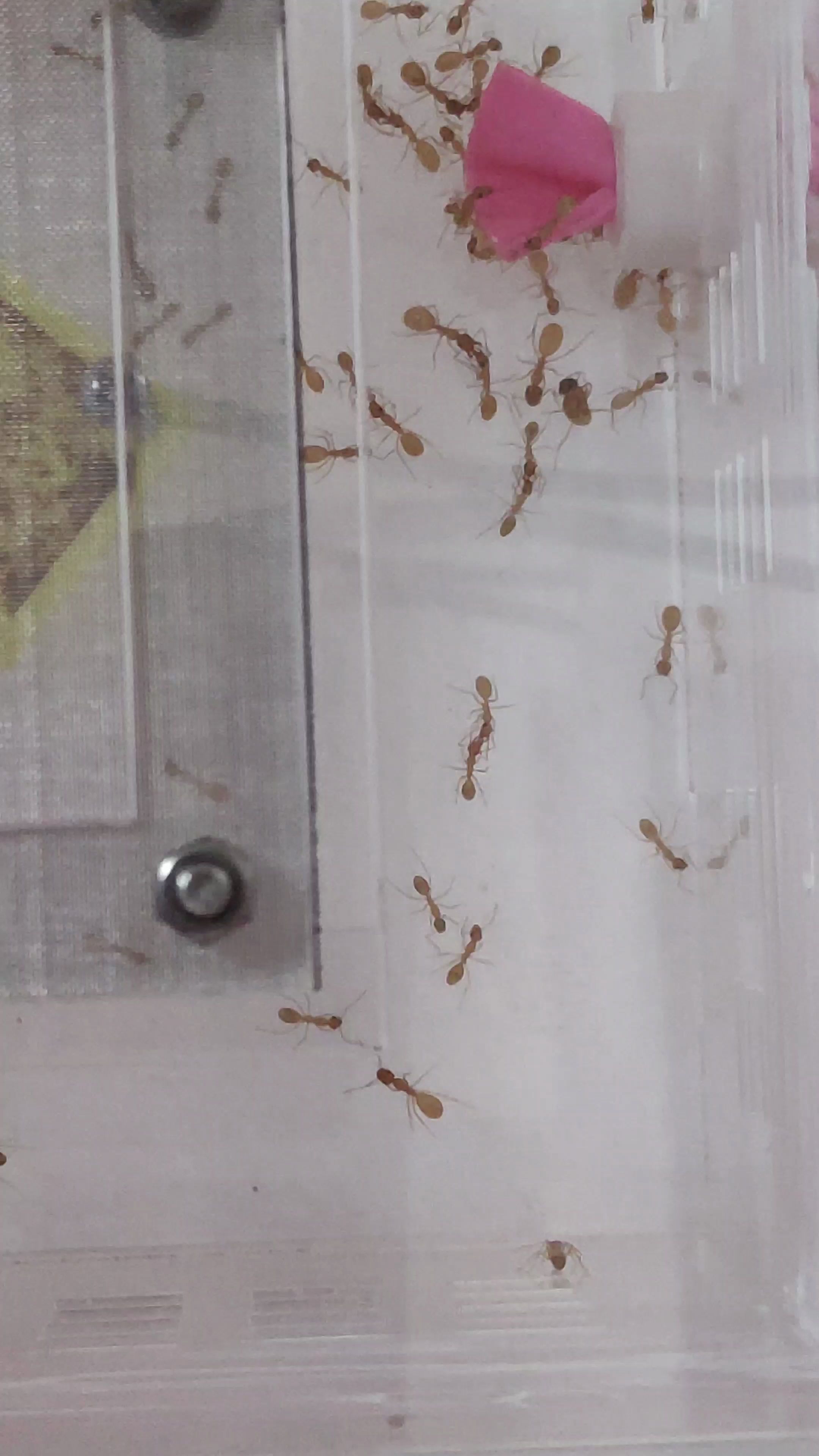 黑金费氏弓背蚁供茧群盖遮光板前最后留影