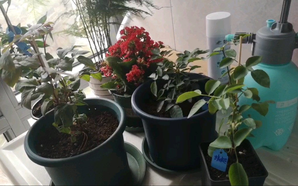 收到了据说很难养的加百列,路西法,封闭阳台,连日阴雨……条件有限让