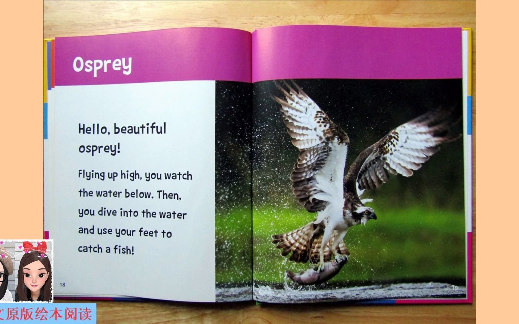 [图]【英文绘本阅读】Hello, Beautiful! Feathered Animals: osprey 《你好，美丽！有羽毛的动物》之鹗