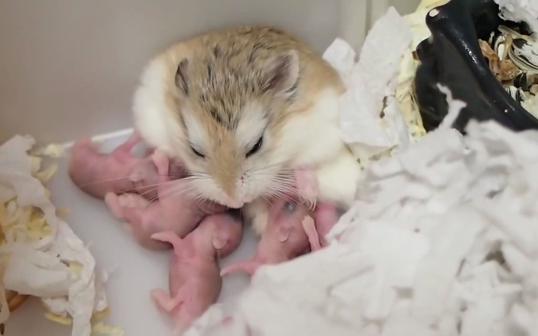 主人记录5只仓鼠宝宝从出生到满月的样子