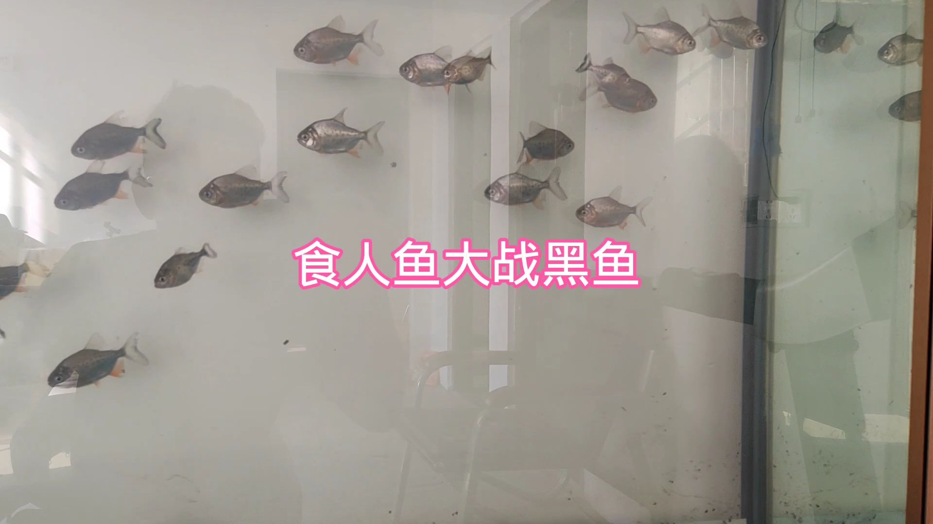 食人鱼大战黑鱼,刚一入缸,气氛紧张