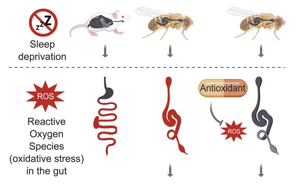 【英语生肉】睡眠剥夺通过在肠道中积累活性氧导致生物死亡哔哩哔哩bilibili