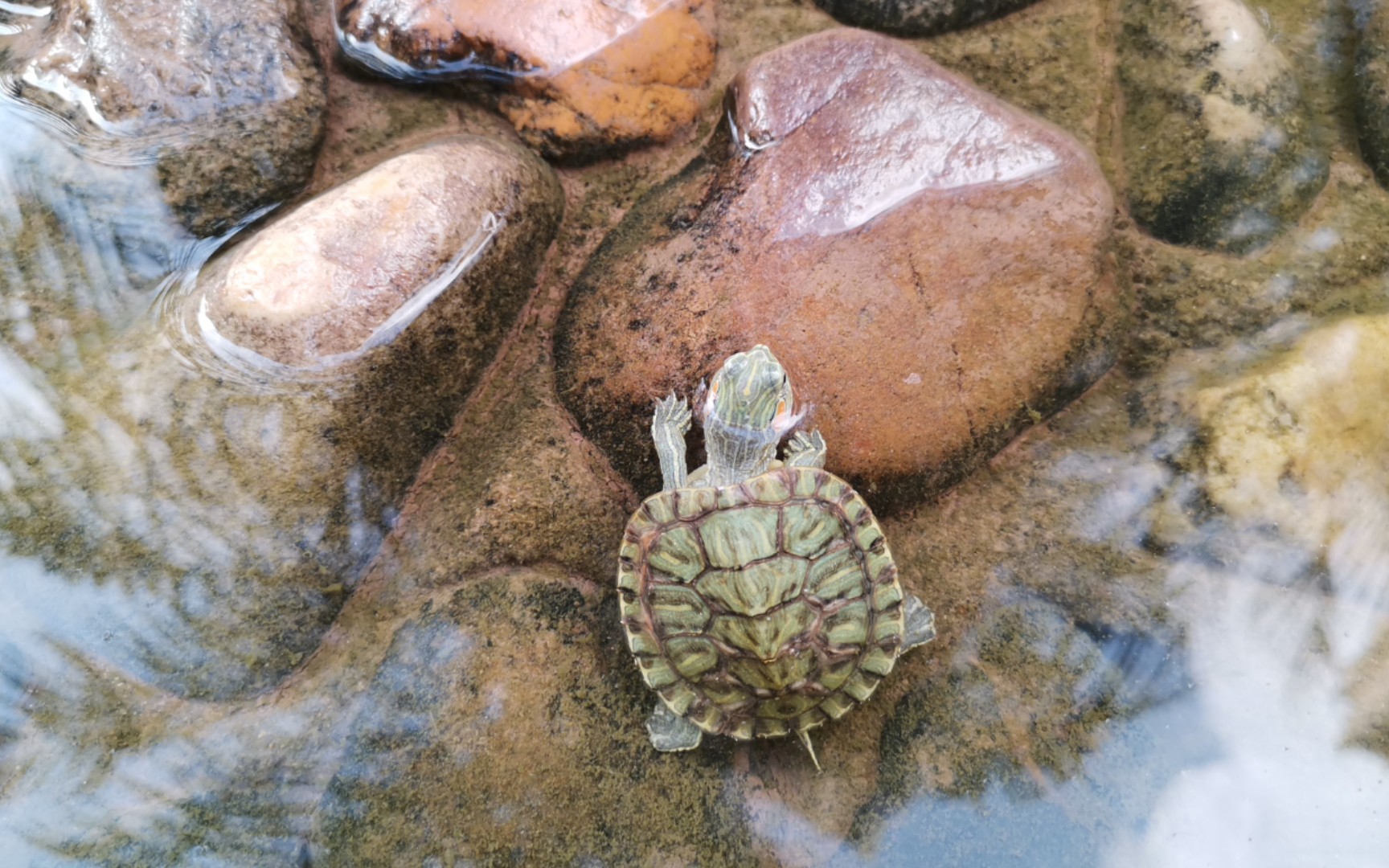 【巴西龟】又带小乌龟游泳啦