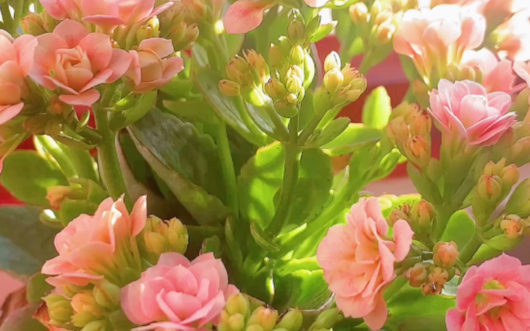 新购入的套组风花雪月玛丽女王原来长寿花也可以这么美