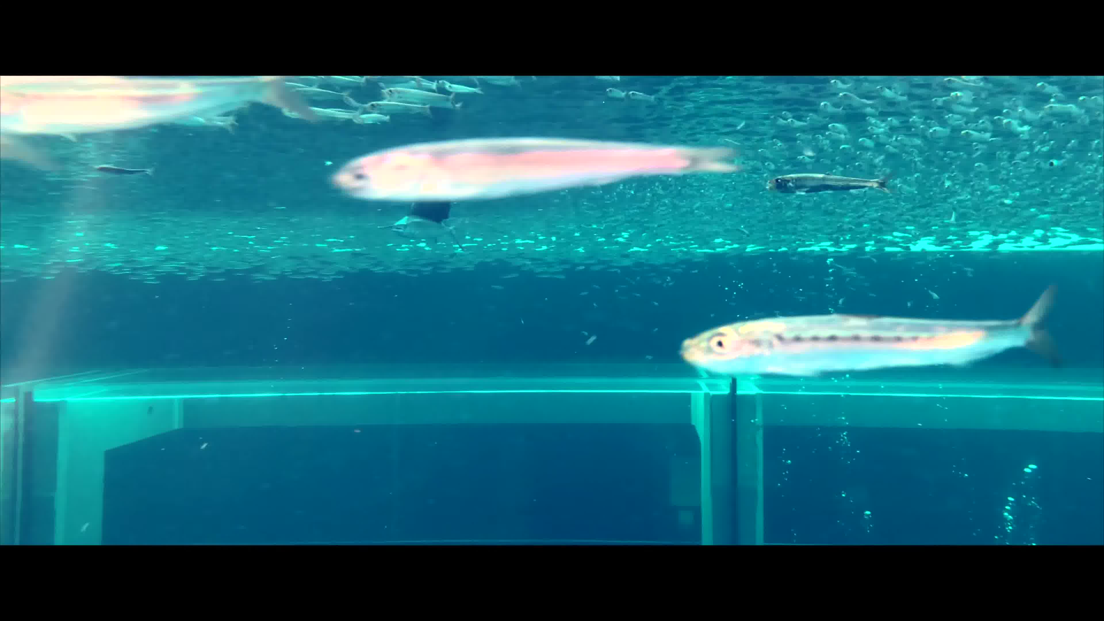 [图]【4K】蓝色大洋里的航海家，日本水族馆展示的大型远洋鱼类