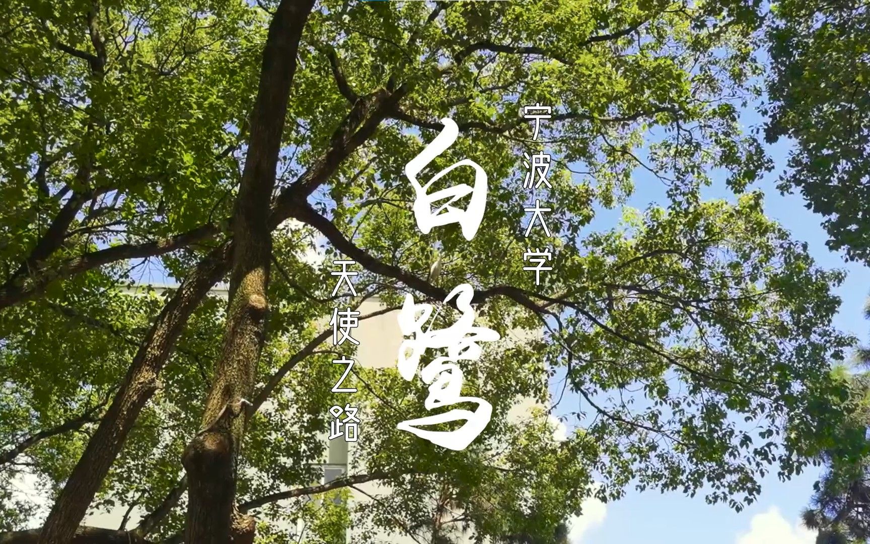 宁波大学天使之路白鹭林专用伞不完全攻略
