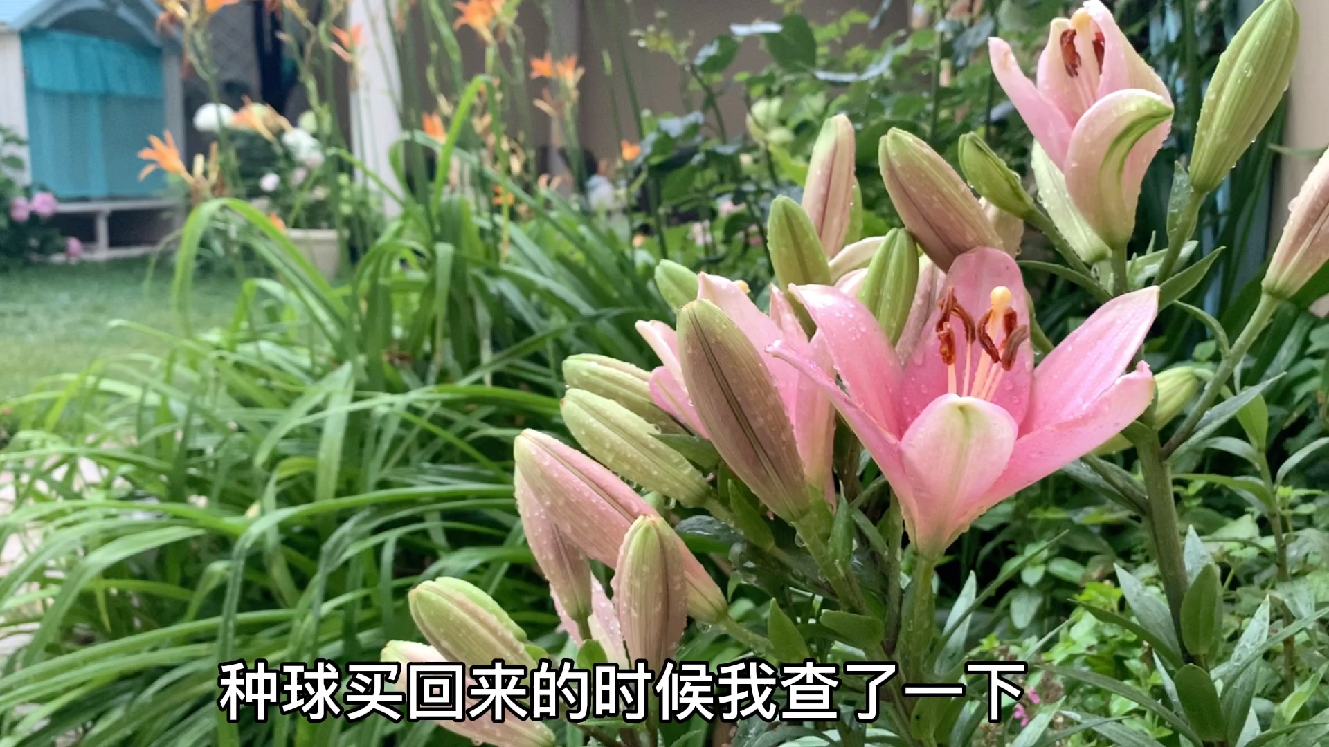 [图]花园Vlog，慈妈家的花园｜私家花园全景