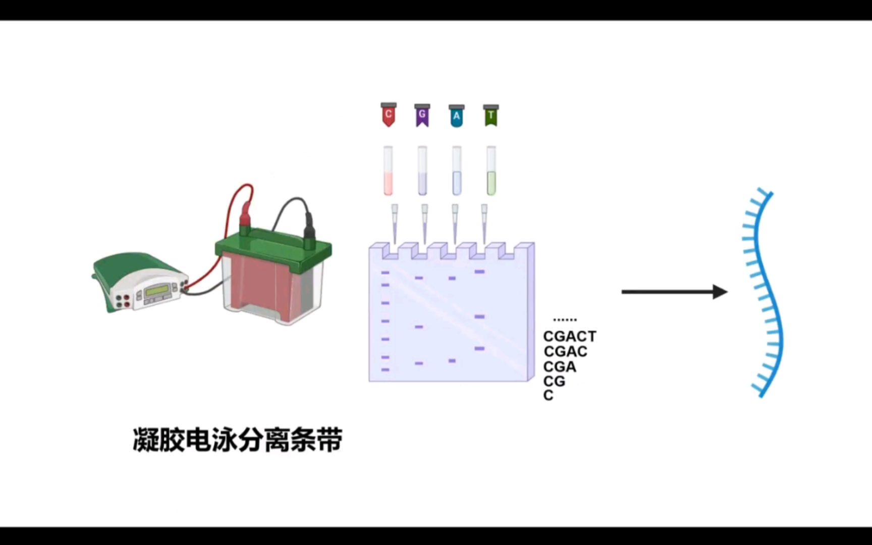 基因测序(桑格测序)原理及方法