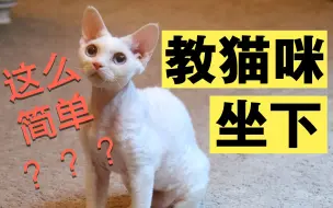 Download Video: 【猫咪训练】全b站最快教会猫咪听口令坐下的教程