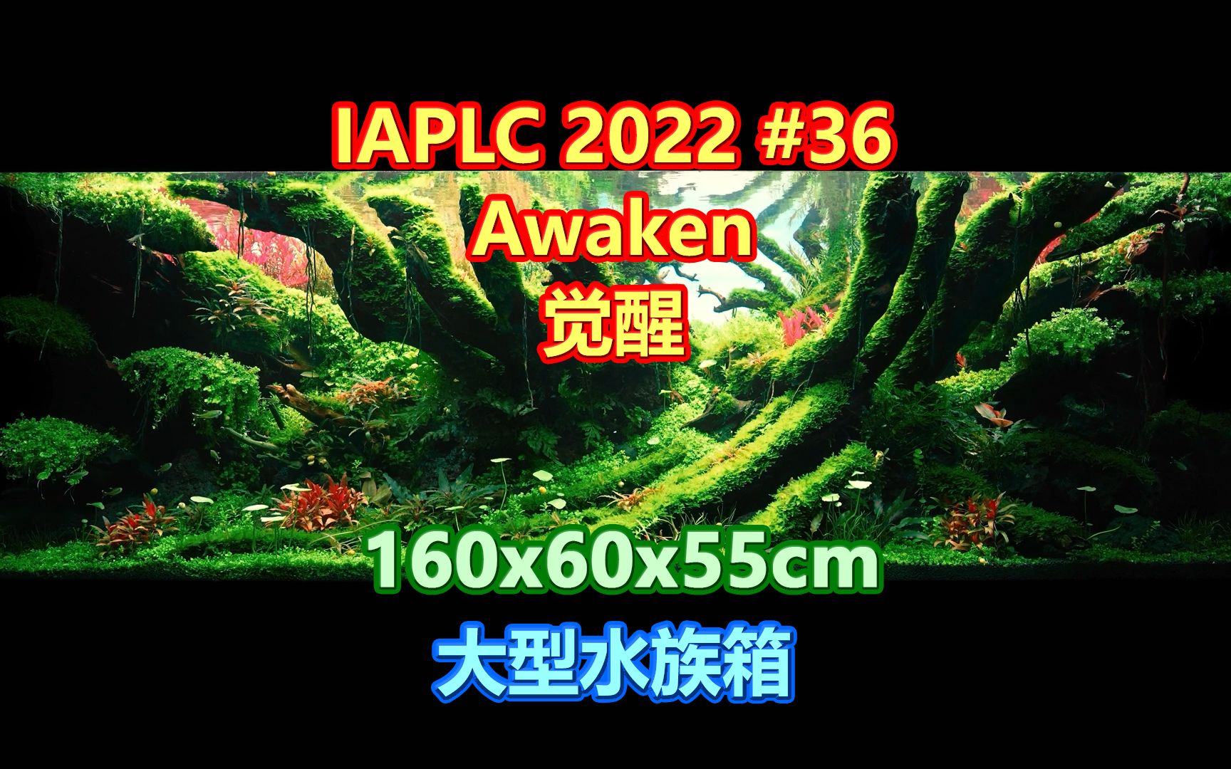 IAPLC2020 排名第36名 Awaken(觉醒) 造景全过程 160x60x55cm哔哩哔哩bilibili