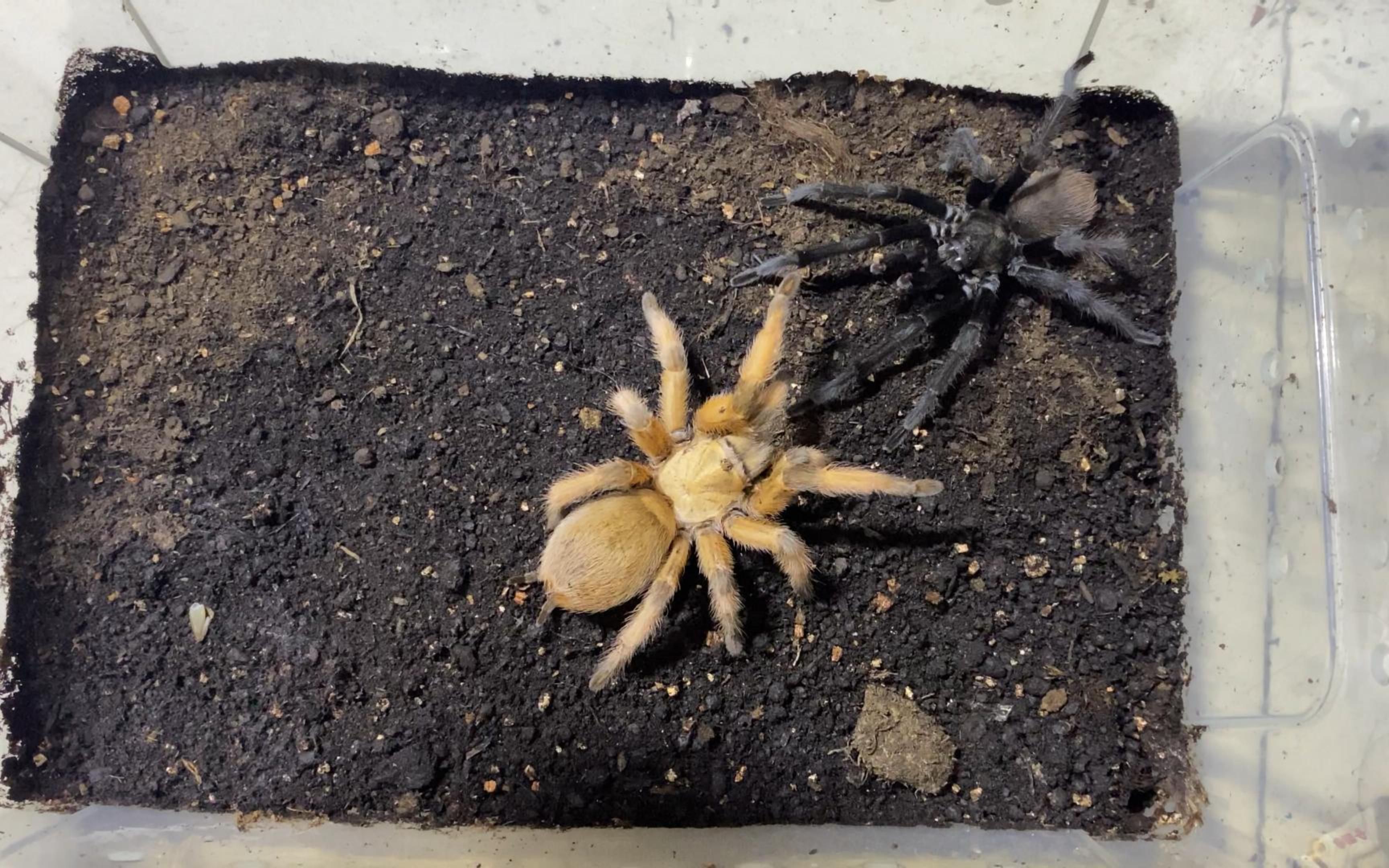 感受一下市场价值万元的蜘蛛 里奥格兰金毛(金条)