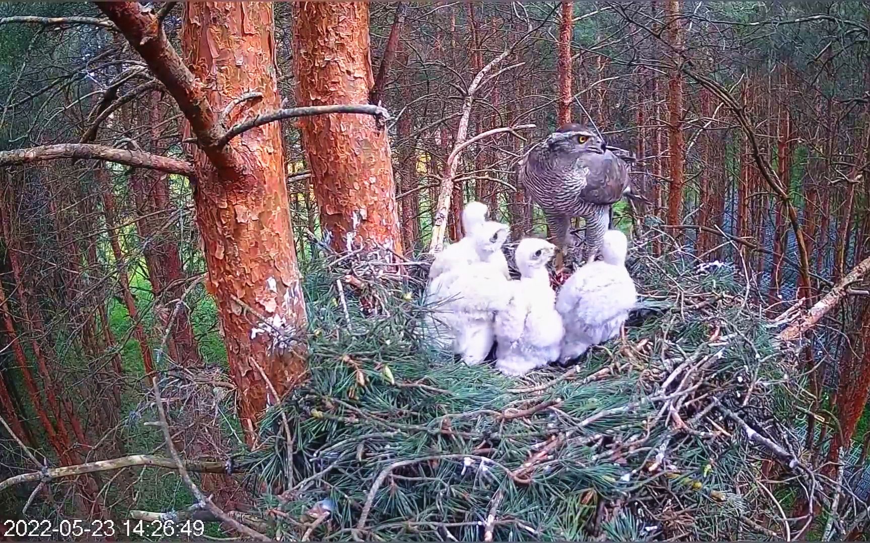 [图]苍鹰虽小，但它们的捕猎本领强大，小鹰们每天都有吃不完的美味