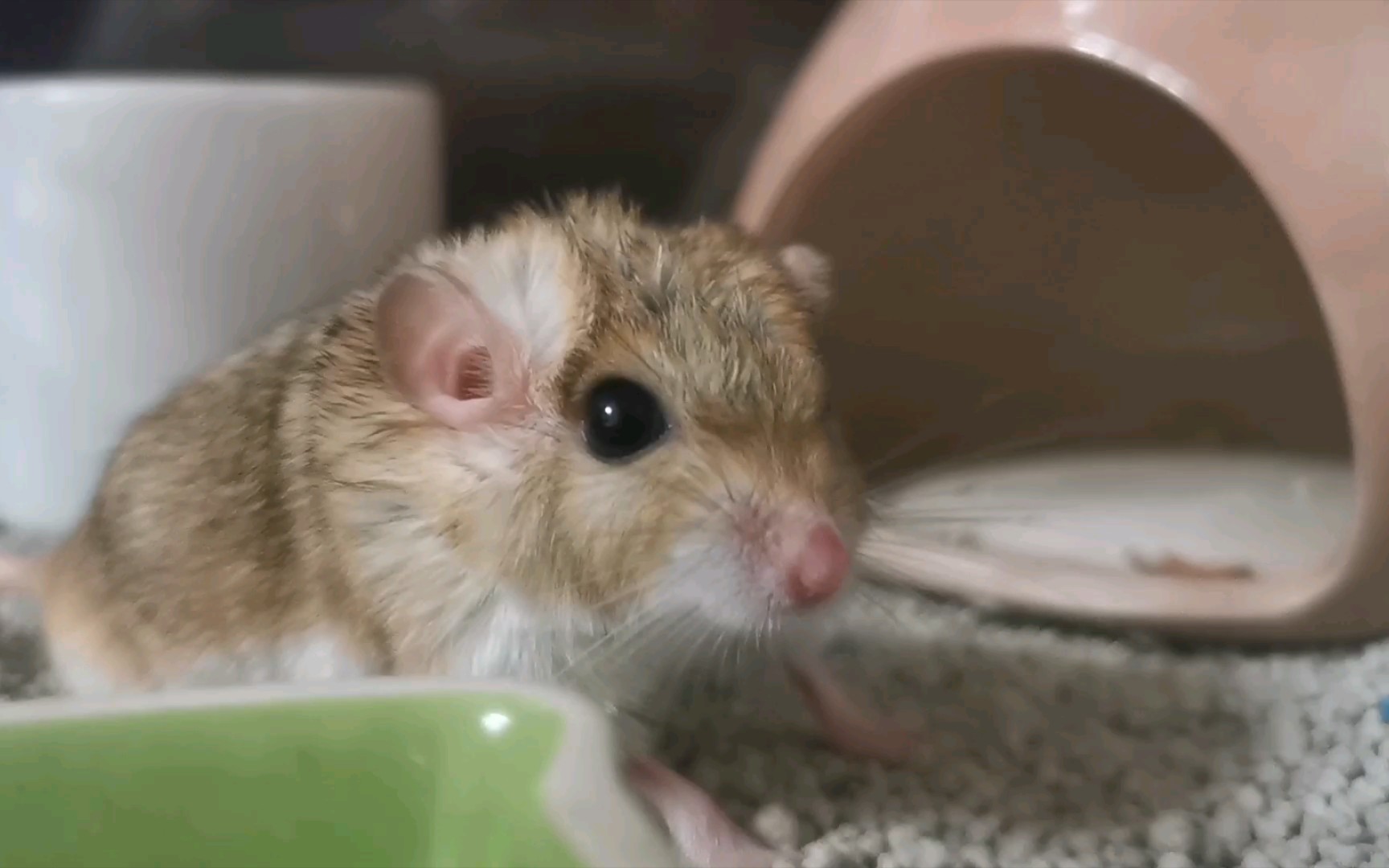 【通心粉鼠】超近距离观察