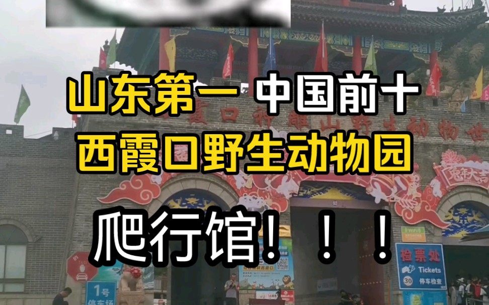 山东最好动物园的爬行馆是什么样的?【西霞口野生动物园】哔哩哔哩bilibili