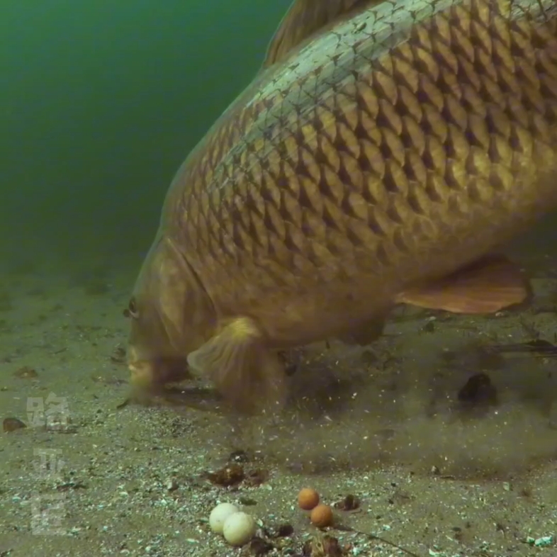 水下实拍大鱼咬钩全过程