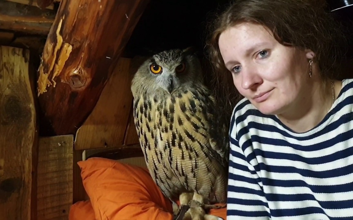 被雨打成平头的猫头鹰yoll