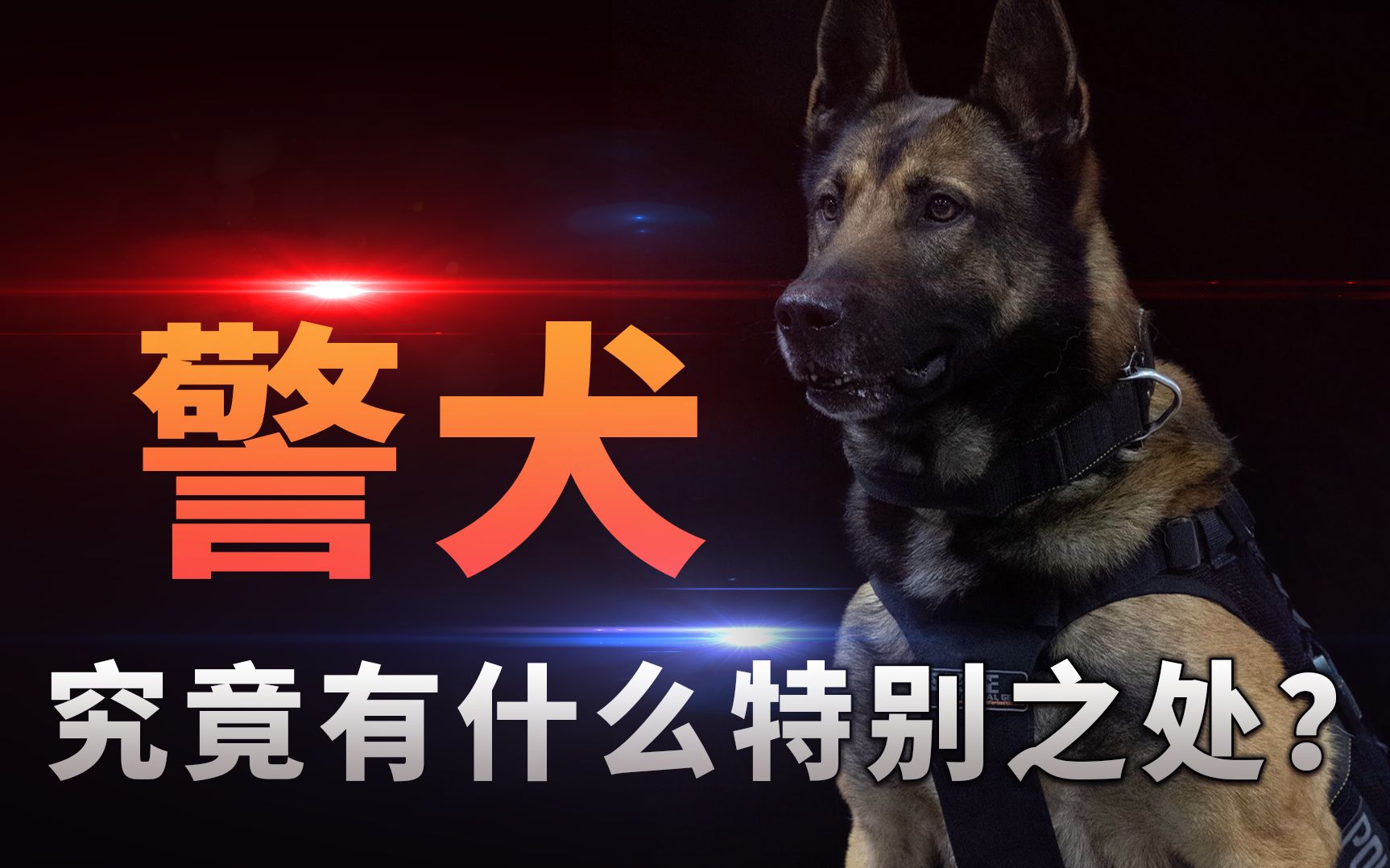 [图]警犬究竟有什么特别之处？