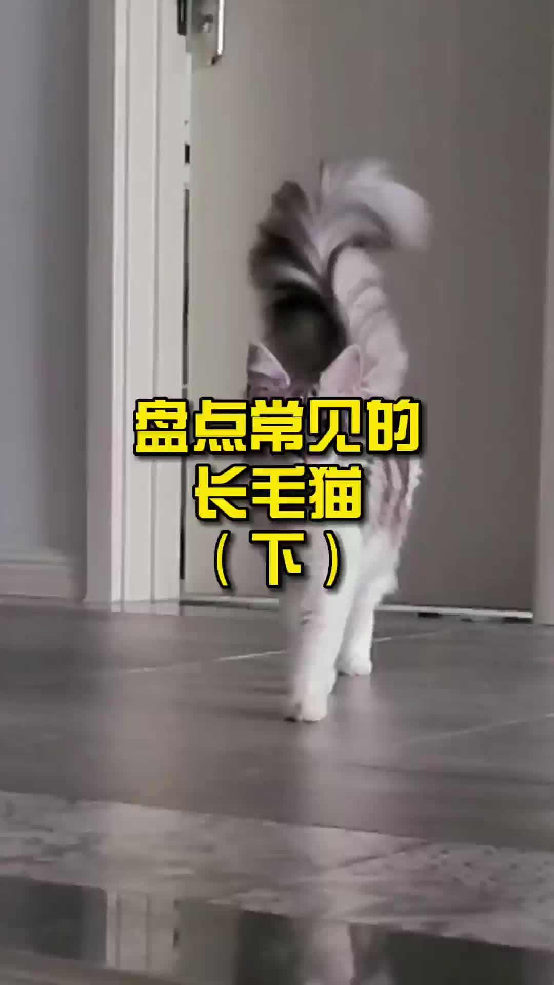 盘点常见的长毛猫(下)哔哩哔哩bilibili