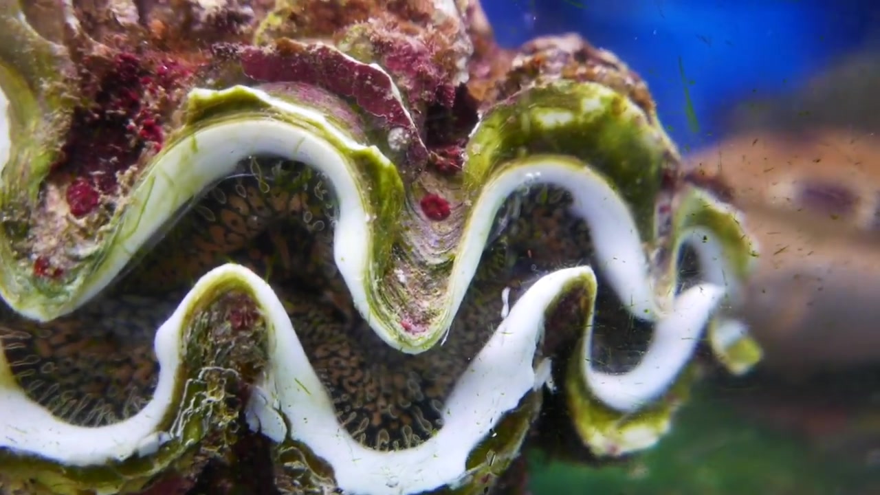 日本街边美食分尸日本冲绳大海螺